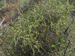 Lacomucinaea lineata