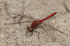 Sympetrum internum