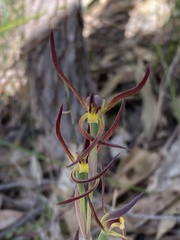 Lyperanthus suaveolens