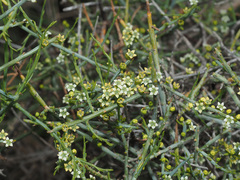 Lacomucinaea lineata