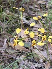 Diuris maculata
