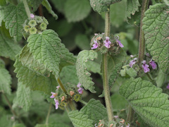 Pseudodictamnus africanus