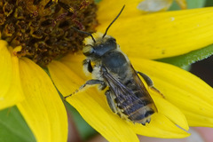 Megachile parallela