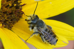Megachile parallela