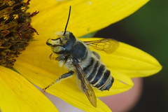 Megachile parallela