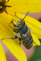 Megachile parallela