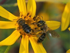 Callandrena