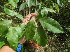 Glycosmis parviflora