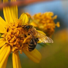 Callandrena