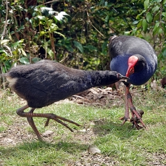 Porphyrio melanotus melanotus
