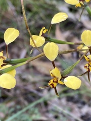 Diuris maculata