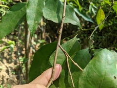 Glycosmis parviflora