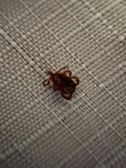 Ixodidae