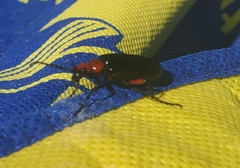Lytta magister