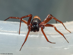 Corinnidae
