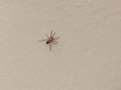 Scotophaeus blackwalli