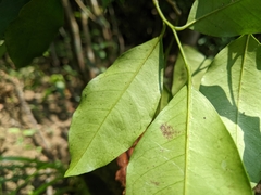 Glycosmis parviflora