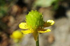 Ranunculus macounii