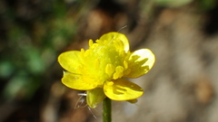 Ranunculus macounii