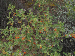 Solanum tomentosum