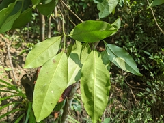 Glycosmis parviflora