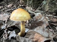 Cortinarius delibutus