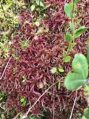 Sphagnum rubellum