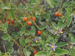 Solanum tomentosum