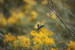 Poecilanthrax arethusa