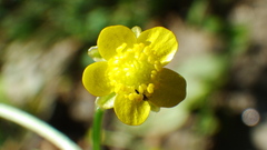 Ranunculus macounii
