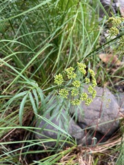 Oenantheae