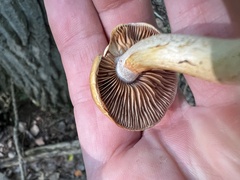 Cortinarius delibutus