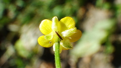 Ranunculus macounii