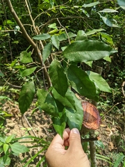 Glycosmis parviflora