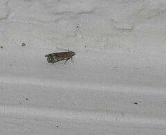 Battaristis concinnusella