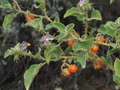 Solanum tomentosum