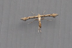 Platyptilia carduidactylus