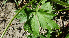 Ranunculus macounii