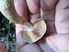 Cortinarius delibutus