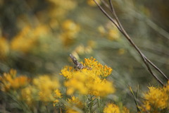 Poecilanthrax arethusa