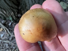 Cortinarius delibutus