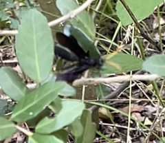 Gnamptopelta obsidianator