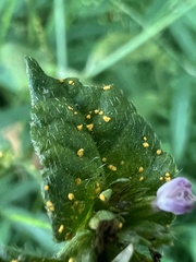 Coleosporium solidaginis