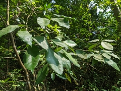 Glycosmis parviflora