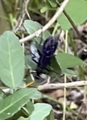 Gnamptopelta obsidianator