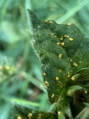 Coleosporium solidaginis