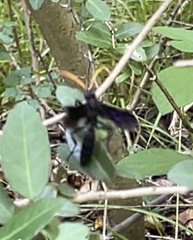 Gnamptopelta obsidianator