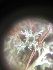 Cladonia furcata