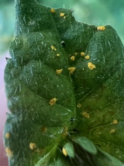 Coleosporium solidaginis