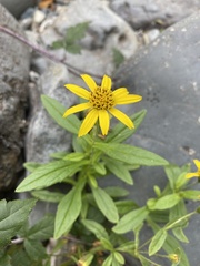 Arnica angustifolia